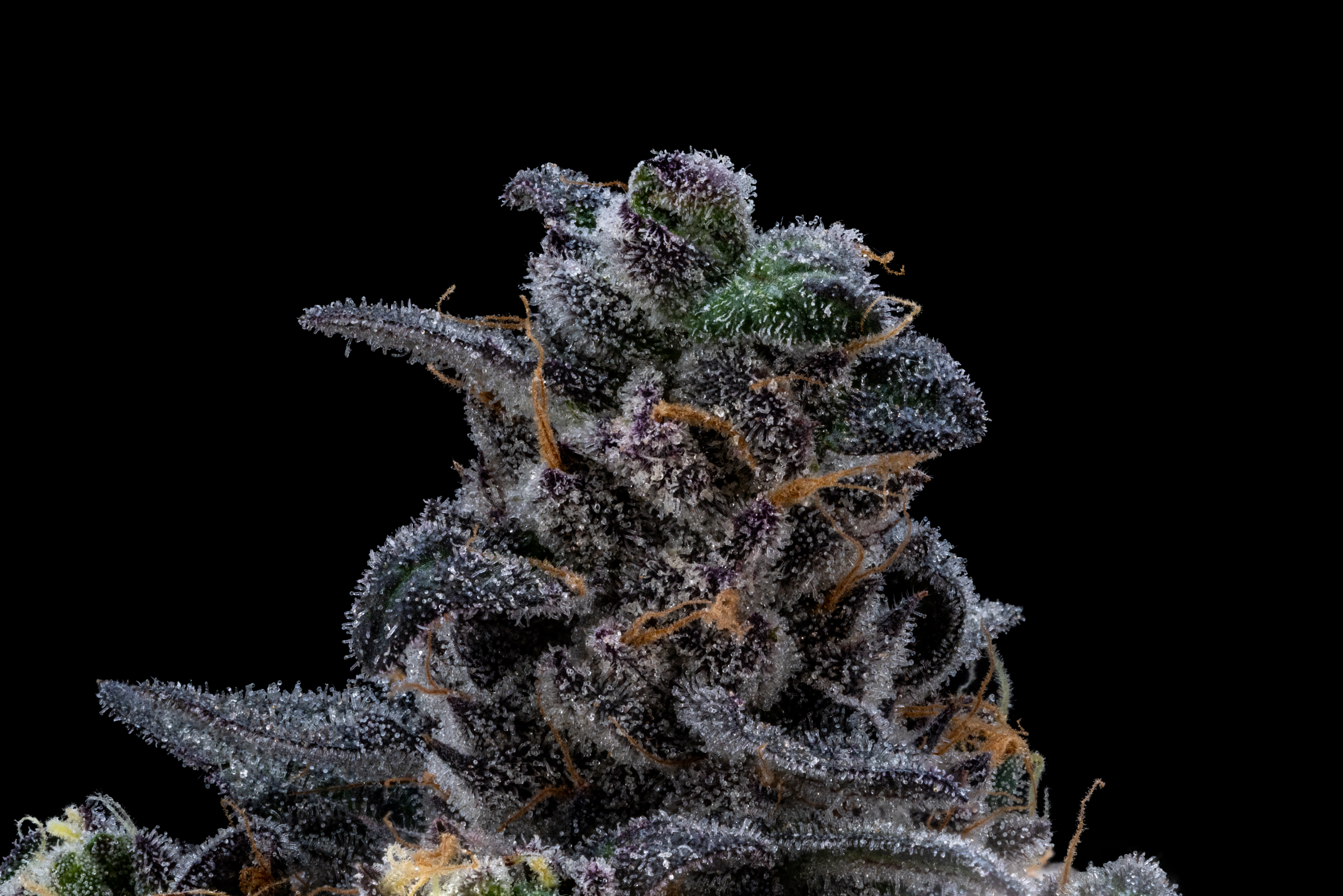 kush mints cannabis closeup